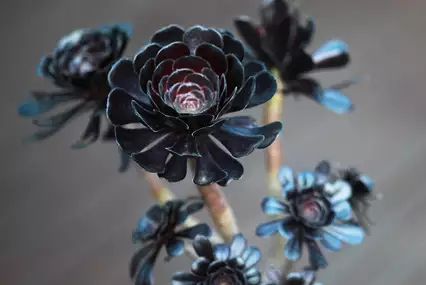 Aeonium arboreum 'Zwartkop' Front Entry Ideas, Black Succulents, Decor Marin, Best Houseplants, Black Bouquet, Succulent Painting, Goth Garden, Entry Ideas, Gothic Garden