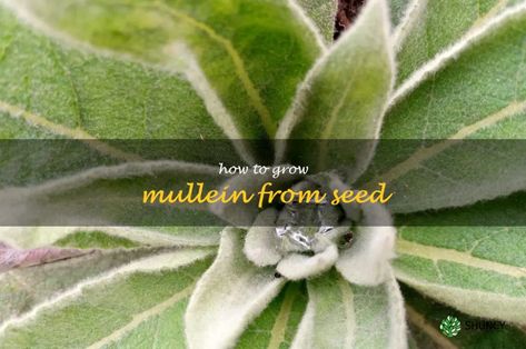 Gardening 101: A Step-By-Step Guide To Growing Mullein From Seed | ShunCy Medicinal Herbs Garden, Gardening 101, Summer Set, Hardy Plants, Hardy Perennials, Growing Seeds, Drought Tolerant Plants, Organic Matter, Seed Starting