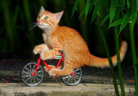 Cat cycle. Cat Hacks, Curious Cat, Orange Tabby, Baby Animals Funny, Kittens Funny, Funny Cute Cats, Funny Cat Videos, Cute Cats And Dogs, Cat Gif