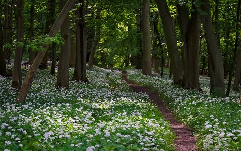 photograph: “wild garlic flowering in woodland” by ukgardenphotos, licensed under CC BY-NC-ND 2.0 / cropped from original Hertfordshire England, Garlic Flower, English Aesthetic, Woodland Gardens, English Landscape, Planting Design, Foraged Food, Woodland Flowers, Neighbor Totoro