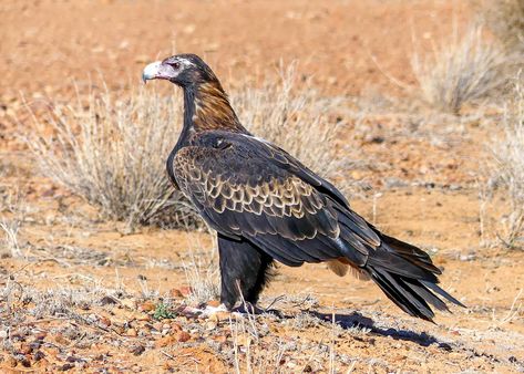 Feather With Birds Tattoo, Wedge Tailed Eagle, Aboriginal People, Birds Tattoo, Birds Of Prey, Wedges, Birds, Australia