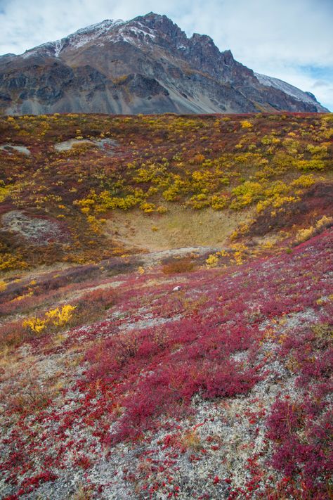 Tundra Facts  #Education #Kids #Biomes #Tundra Fantasy Tundra, Tundra Aesthetic, Tundra Plants, Tundra Biome, Alpine Tundra, Geography Trivia, I Know A Place, Science Laboratory, Biome