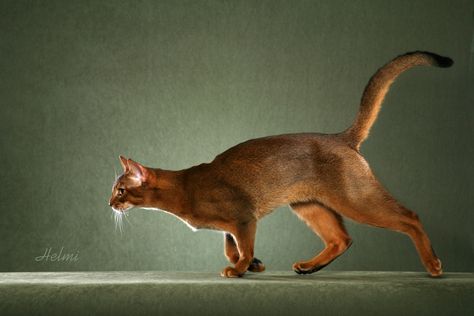 25 Most Loyal Cat Breeds Swimming Cats, Cat Anatomy, Abyssinian Cat, Cat Reference, Abyssinian Cats, Cat Breed, Cat Pose, Abyssinian, Cat Photography