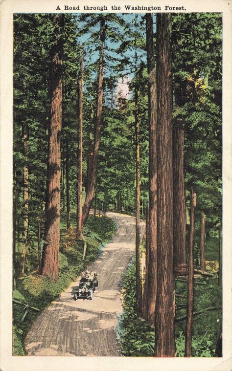 Vintage Outdoorsy Posters, Posters For Room Green, Vintage Postcard Aesthetic, Vintage Picture Wall, Washington Forest, Forest Collage, Car On Road, Horse Cart, Forest Poster