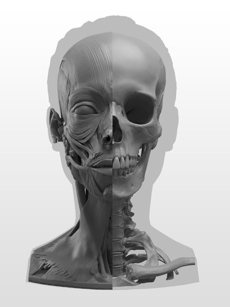 Neck Skeleton, Figure Anatomy, Head Structure, Sketch Anatomy, Daglig Motivation, Face Muscles, Michael Wilson, Skull Anatomy, Head Anatomy