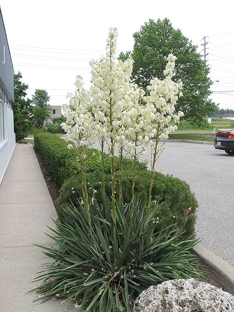 Yucca Garden, Yucca Filamentosa, Sandy West, Yard Plants, Orem Utah, Low Water Gardening, Alpine Garden, Yucca Plant, Garden Nursery