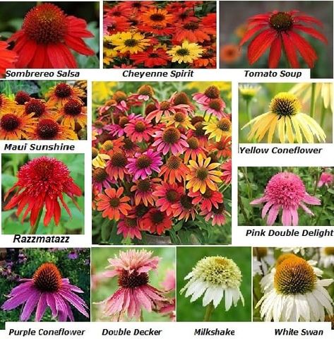 12 Coneflower Varieties to Try Cone Flowers Perennials, Echinacea Varieties, Coneflower Garden, Echinacea Plant, Flower Cones, Cone Flowers, Lily Garden, Front Landscaping, Pollinator Garden