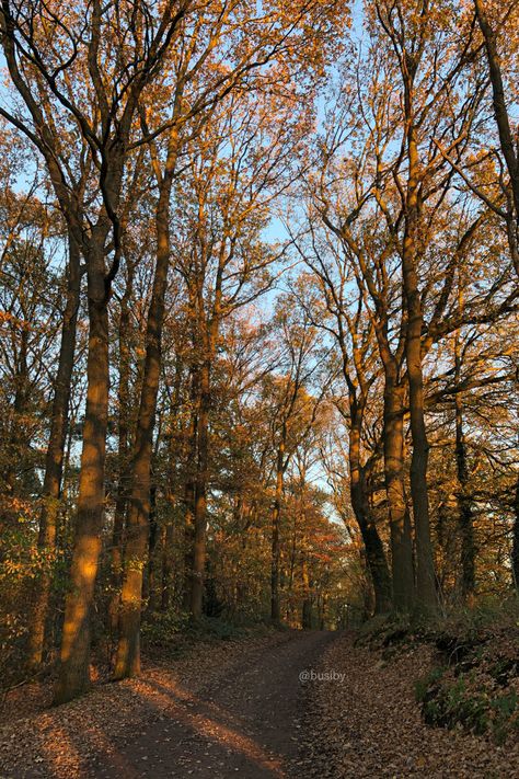 Taking walks in the woods Walking Pictures, Taking Walks, Environment Photography, Vision Board Photos, Get A Boyfriend, Walk In The Woods, Waiting Rooms, In The Woods, Walk In