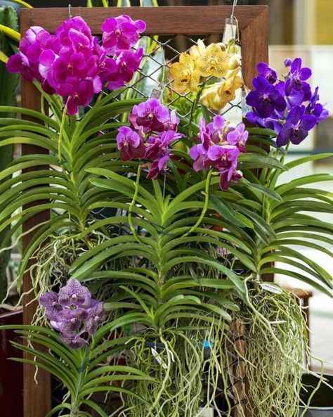 Orquídea Vanda: como cuidar, plantar e fazer mudas (25 fotos) Cymbidium Orchids Care, Hanging Orchid, Orchid Plant Care, Vanda Orchids, Types Of Orchids, Plantas Bonsai, Growing Orchids, Exotic Orchids, Orchids Garden