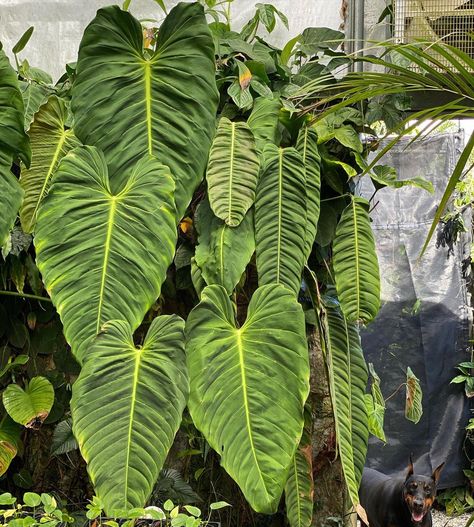 Philodendron Esmeraldense, Tropical Foliage, Welcome To The Jungle, Foliage Plants, Doberman, Tropical Plants, Patio Garden, The Wall, House Plants