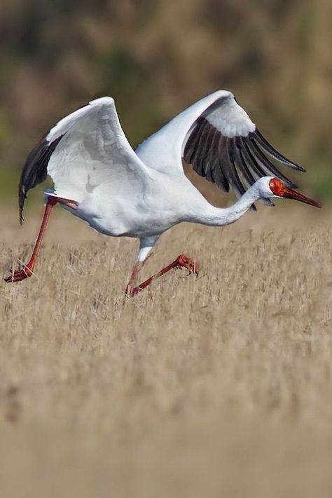 Siberian Crane, Extinct Birds, Arctic Tundra, Trumpeter, Russia, Matter, Birds, Lake, China