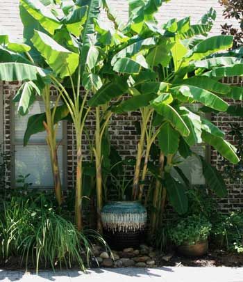 Japanese fiber bananas planted around a large urn fountain and combined with Louisiana iris add a tropical flair to this outdoor patio. (Photo by MSU Extension Service/Gary Bachman) Louisiana Flowers, Urn Fountain, Bali Gardens, Banana Garden, Pool Planters, Louisiana Iris, Pool Plants, Bali Garden, Poolside Style