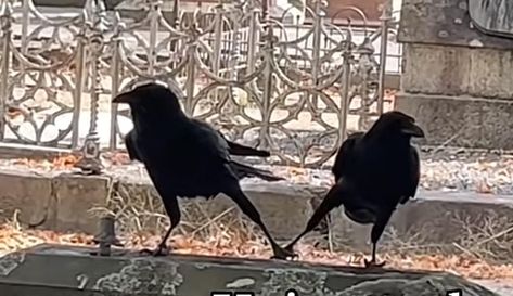 Today, I learned that sometimes crows hold hands. One Crow For Sorrow, Crow Facing Forward, Crow Attacking, Crow Holding Something, Raven Holding Something, In Another Life, Design Reference, Holding Hands, Hand Tattoos