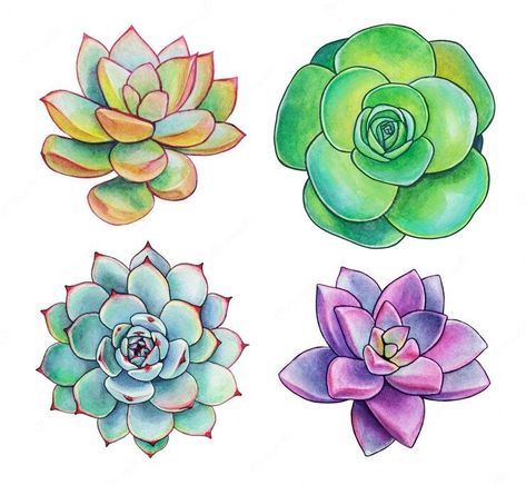 Plant Tattoo Design Drawings, Succulent Plant Drawing, How To Draw A Succulent, Suculentas Tattoo, Succulent Art Drawing, Succulent Paintings, Succulent Drawing, Succulent Doodle, Succulent Illustration