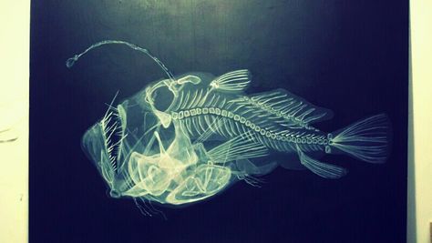 Angler Fish Tattoo, Sea Creatures Drawing, Deep Sea Life, Fish Skeleton, Jellyfish Art, Deep Sea Creatures, Angler Fish, Fish Sculpture, Background Drawing