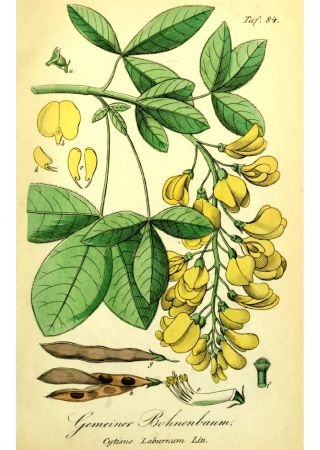 Laburnum (Laburum anagyroides) pensive beauty Poison Garden, Fauna Illustration, Plant Insects, Illustration Botanique, Garden Animals, Language Of Flowers, Botanical Beauty, Tree Drawing, Environment Concept Art