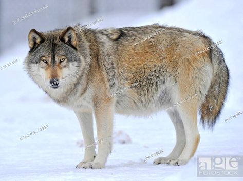 Mackenzie Valley Wolf, Canadian Wolf, Wolf World, Winter Wolves, Timber Wolf, Animal References, Travel And Tourism, Photo Library, Stock Pictures