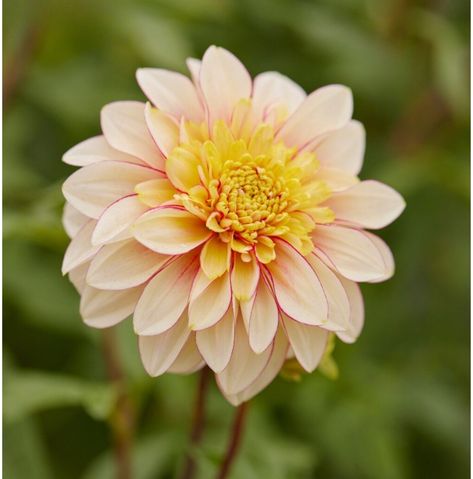 Here’s the dahlia poolside lineup in my corten steel beds for the summer. We’ll see how it turns out but I’m pretty daaaaang excited about it. Fingers crossed they’re all the right varieties! (It’s fairly common for dahlia tubers to get mixed up. I’ve had it happen before from growers.) As pictured: Dahlia Anemone Polka Dahlia Single HS Date Dahlia Dinnerplate Tyrell Dahlia Border Decorative Gallery Art Deco Dahlia Decorative Bahama Mama Dahlia Decorative Bacardi Dahlia Decorative Fluffles... Anemone Dahlia, Longfield Gardens, Growing Dahlias, Plant Information, Anemone Flower, Nothing But Flowers, Fall Plants, Sunny Yellow, Spring Blooms