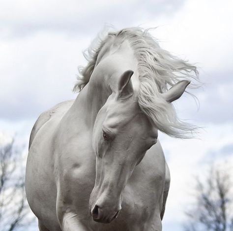 Cai Arabi, Ahal Teke, Regnul Animal, Andalusian Horse, Majestic Horse, Horse Crazy, White Horses, Equine Photography, Appaloosa