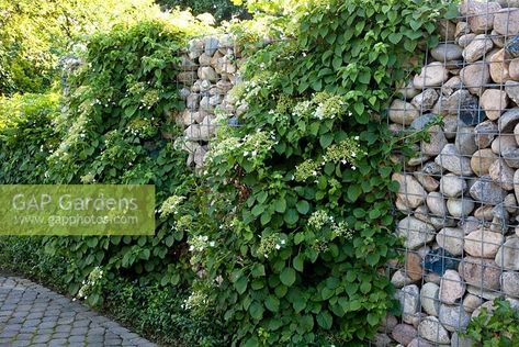 Gabion Retaining Wall, Hydrangea Petiolaris, Vegetable Garden Raised Beds, Gabion Wall, Landscaping Retaining Walls, Hydrangea Garden, Plant Photography, Back Gardens, Community Gardening