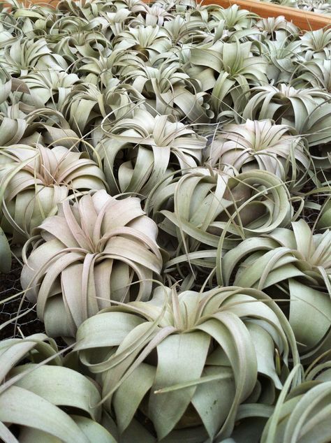 Tillandsia xerographica Tillandsia Xerographica, Air Plants Diy, Plant Diy, Air Plants Care, Unique Plants, Diy Hanging, Diy Plants, Air Plants, Plant Care