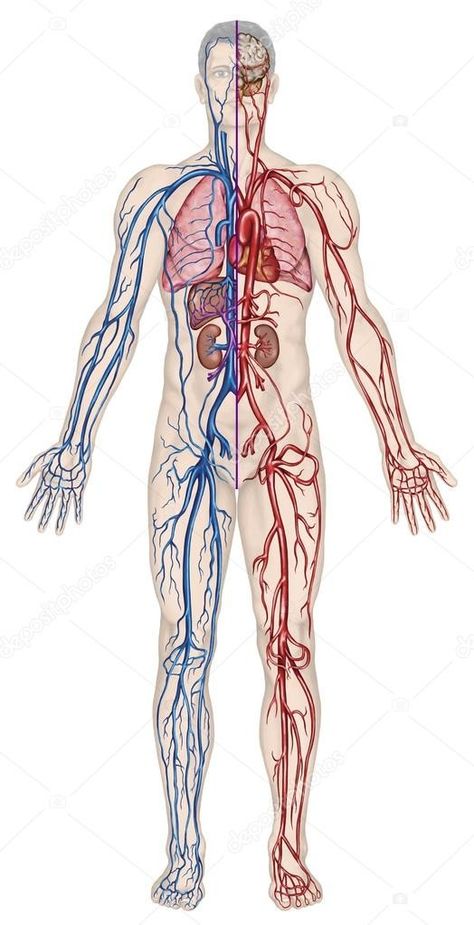 Venous System, Human Body Systems Projects, Body Systems Project, Human Brain Anatomy, Human Circulatory System, Human Heart Anatomy, Biology Projects, Systems Art, Medical Wallpaper