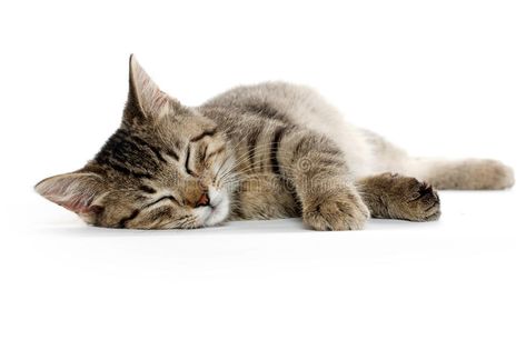 Cute tabby cat. Laying down and resting on white background #Sponsored , #sponsored, #sponsored, #tabby, #white, #background, #cat Cat Reference Laying Down, Cat Poses Laying Down, Cat Laying Down Drawing Reference, Cat Lying Down Reference, Cats Full Body Picture, Cat Laying Down Reference, Cats Laying Down, Cat Lying Down, Cat Pose Reference Photos