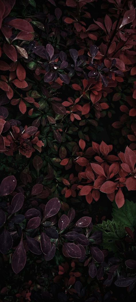 Dark Green And Red Aesthetic, Flora Background, Black Flowers Wallpaper, Gold Abstract Wallpaper, Burgundy Aesthetic, Iphone11 Pro, Phone Icons, Funny Phone Wallpaper, Nature Green