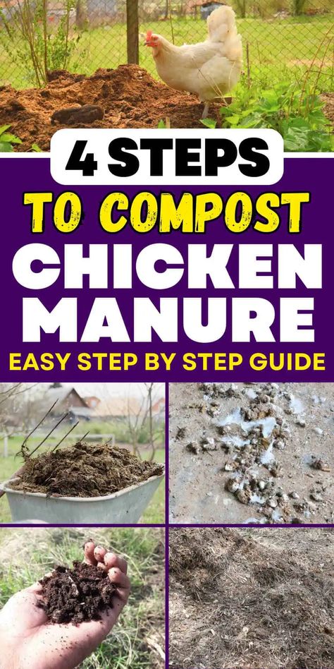 4 Easy Steps to Compost Chicken Manure Compost With Chickens, Composting Chicken Manure, Composting Manure, Wine Barrel Water Feature, Chicken Compost, Vermicomposting Worm Farm, Chicken Manure Compost, Chicken Composting, Composting Ideas