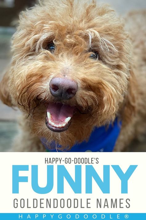 Move over Goldendoodle dog names like Charlie, Bella, and Luna. Make way for Goldendoodle boy names and Goldendoodle girl names that are witty, clever, and just plain funny. Over 59 funny Goldendoodle names for the cute, comical Goldendoodle puppy who brings so much laughter to your life. Smiles start now... Funny Dog Names Boy, Funny Boy Names, Funny Girl Dog Names, Clever Dog Names, Goldendoodle Funny, Funny Goldendoodle, Goldendoodle Names, Funny Dog Names, Great Dog Names