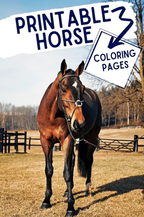 Grab these printable Horse Coloring Pages (Realistic Horses) to go alongside your lessons. Horse Coloring Pages Free Printable, Horse Worksheets, Printable Horse Coloring Pages, Science Coloring Pages, Fun With Science, Types Of Science, I Love Horses, Pull Wagon, Space Coloring Pages