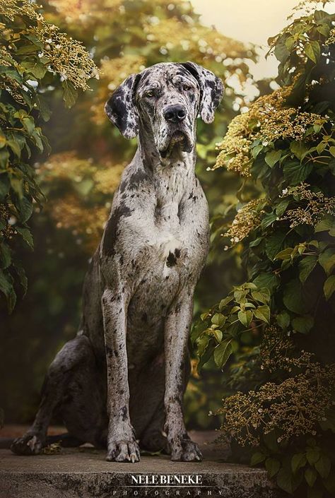 Great Dane Photography, White Great Dane, Great Dane Mastiff, Dane Dog, Great Dane Dogs, Gentle Giant, Great Dane, Large Dogs, Puppy Love