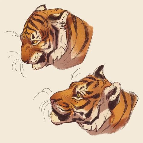 Guardados / Twitter Tiger Fanart, Nora Potwora, Tiger Sketch, Expression Sheet, No Energy, Cats Art Drawing, Tiger Drawing, Animal Anatomy, Big Cats Art