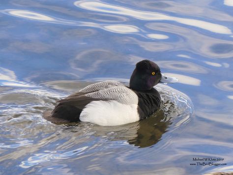 Lesser Scaup - Burnaby, BC Lesser Scaup, Noahs Ark, Blogger, Birds, Animals