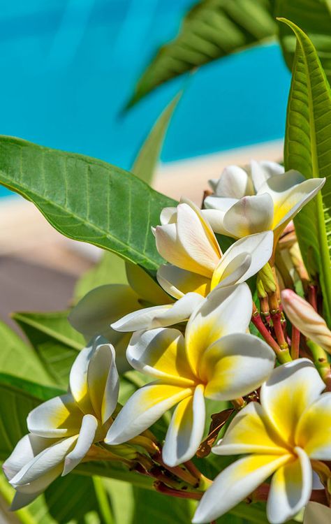 Flowers of Crete Hawaii Plants, Flores Plumeria, Plumeria Flowers, Clay Wall Art, Clay Wall, Hawaiian Flowers, Exotic Plants, Tropical Vibes, Exotic Flowers