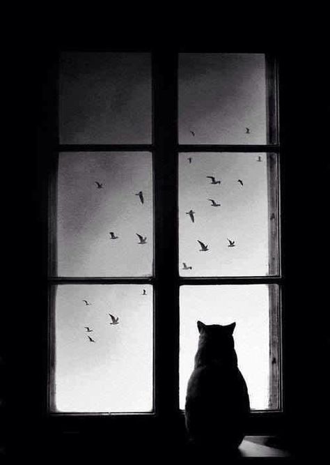 Cat looking out a window & birds in the sky Window Poster, Nature Tour, Charcoal Drawings, Looking Out The Window, White Picture, Jolie Photo, Black White Photos, Bw Photo, Black And White Pictures