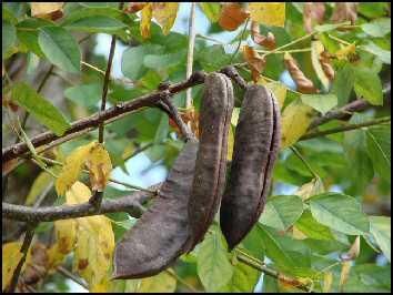 Coffee Bean Tree, Kentucky Coffee Tree, Coffee Kombucha, Coffee Tree, My Old Kentucky Home, Coffee To Go, Tree Seeds, Growing Seeds, Deciduous Trees