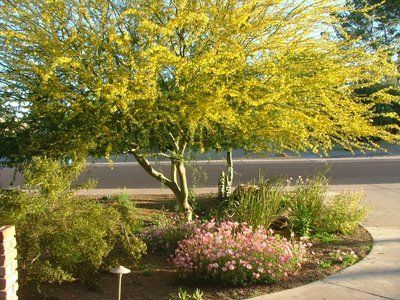 Blue Palo Verde, drought tolerant tree for shade in the front yard? Native Plant Landscaping, Drought Tolerant Landscape Front Yard, Southwest Garden, Waterwise Landscaping, Native Plant Landscape, Drought Tolerant Trees, Trees For Front Yard, Texas Landscape, Drought Tolerant Garden