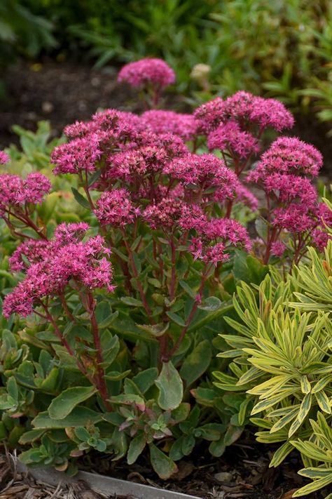 Episode 119: Favorite Sedums   - FineGardening Sedum Plant, Magenta Flowers, Plant Zones, Border Plants, Fine Gardening, Large Plants, Potting Soil, Ground Cover, Drought Tolerant