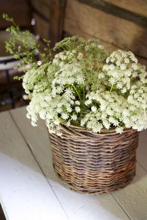 Queen Anne Lace, Daucus Carota, Queen Anne's Lace, Queen Annes Lace, Deco Floral, Wicker Basket, Lace Flowers, Flower Basket, Beautiful Blooms