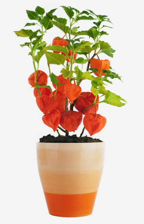 Fall Gardening Ideas, Houseplant Inspiration, Chinese Lantern Plant, Lantern Plant, Chinese Lanterns Plant, School Nostalgia, Fall Flowers Garden, Ideas Garden Design, Fall Gardening