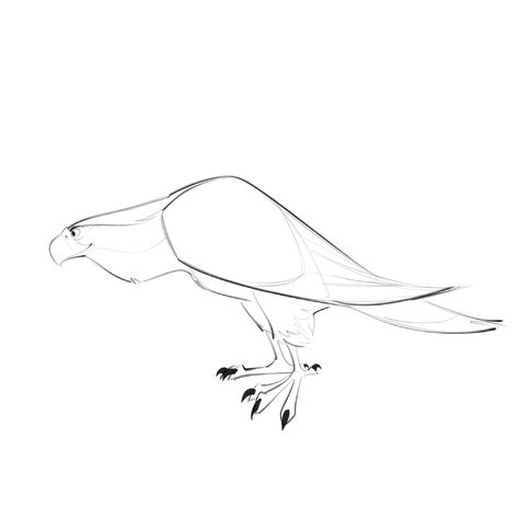 Webcomic Style, Stylized Bird, Drawing Birds, Bird Illustrations, Drawing Ideas List, Mushroom Drawing, Bird Of Prey, Animated Animals, Animation Reference