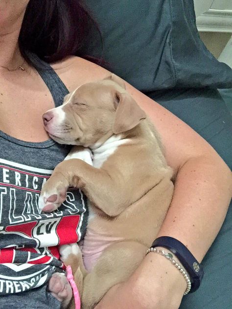 7 weeks. Cuddly af. #pitbull #puppy Rednose Pitbull Puppies, Tan Pitbull Puppies, Baby Pitbulls Puppies, Small Pitbull, Baby Pitbulls, Pitbull Aesthetic, Cute Pitbull Puppies, Big Dogs Breeds, Biggest Dog In The World