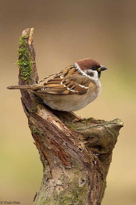 Eurasian Tree Sparrow (Passer montanus) Europe, Asia Tree Sparrow, Matka Natura, 수채화 그림, Airbrush Art, Nature Birds, Bird Pictures, Bird Drawings, Pretty Birds, Bird Photo