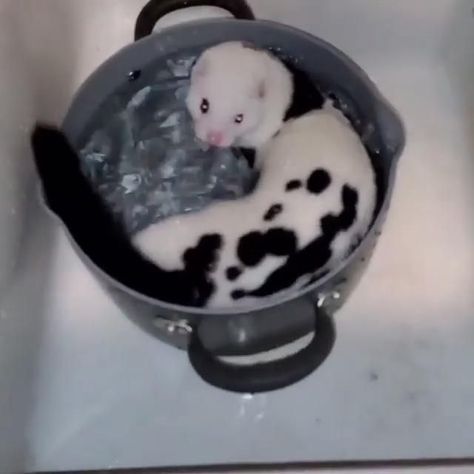 Cute Ferret Videos, Funny Ferrets Videos, Funny Ferrets, Animals Video, Cow Horse, Pet Videos, Cute Ferrets, Baby Animals Funny, Silly Animals