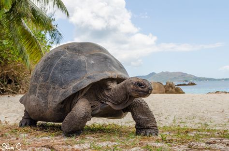 https://flic.kr/p/ZFRUHD | Aldabra Giant Tortoise (Aldabrachelys gigantea) | Taken at Curieuse island, Seychelles.  A dream comes true seeing this beautiful giants in the wild! Tortoise Tattoo, Kawaii Turtle, 4k Wallpaper Download, Carnival Of The Animals, Land Animals, Giant Tortoise, Tortoise Turtle, Terrapin, Reptiles Pet