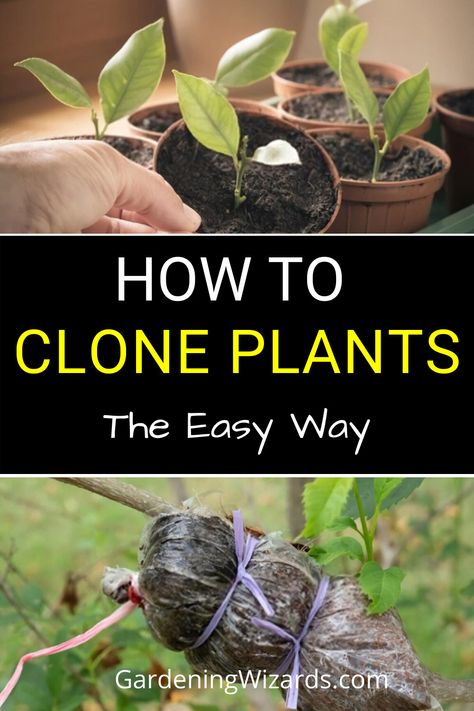 How To Clone Plants, Cloning Plants, Greener Grass, Fruit Tree Garden, Diy Planters Outdoor, Planters Outdoor, Garden Companion Planting, Garden Windmill, Plant Bud