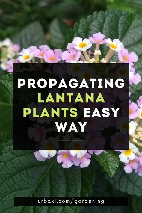 Harvesting Lantana Seeds, Trailing Lantana Landscaping, Lantana Propagation, How To Propagate Lantana, Lantana Colors, Propagating Lantana, Propagate Lantana, Lantana Landscaping, Lantana Flowers In Pots