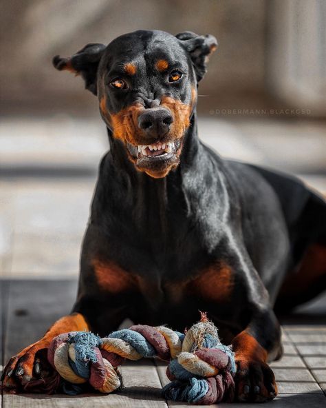 Doberman Reference, Barbershop Mural, Dog Growling, Doberman Pinscher Dog, Scary Dogs, Animal Reference, Reference Pics, Mental Stimulation, Animal References