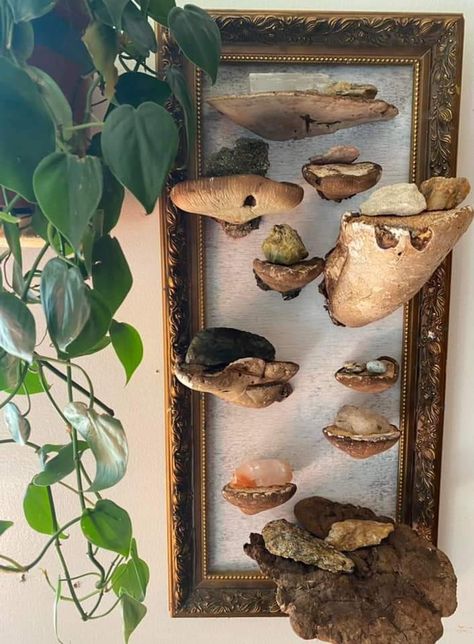 backed the frame with plywood, traced the mushroom in chalk, predrilled the wood, and used two smaller screws for larger ones and one large wood screw for smaller shrooms. Drilled them in from the back while holding the shroomie in place. I had to saw the reishi backs so they’d lay flush, otherwise the polypore ones lined up fine Mushroom Shelves, Mushrooms Diy, Dried Mushrooms, The Mushroom, The Frame, Wood Screws, Some Pictures, Plywood, Chalk